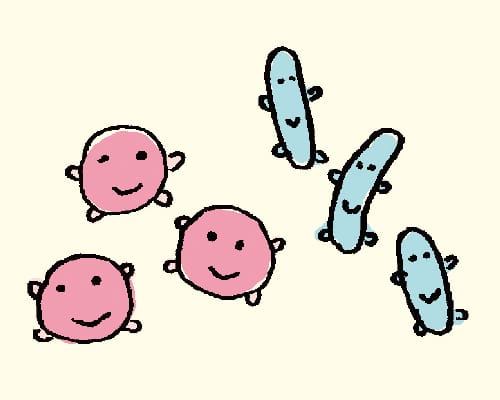 カルピス菌®